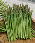 garden asparagus, wild asparagus